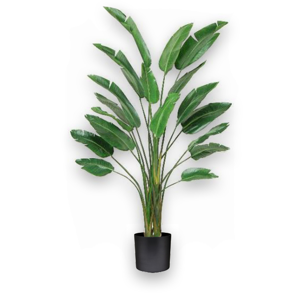 Bird of Paradise Palm Plant Jungle