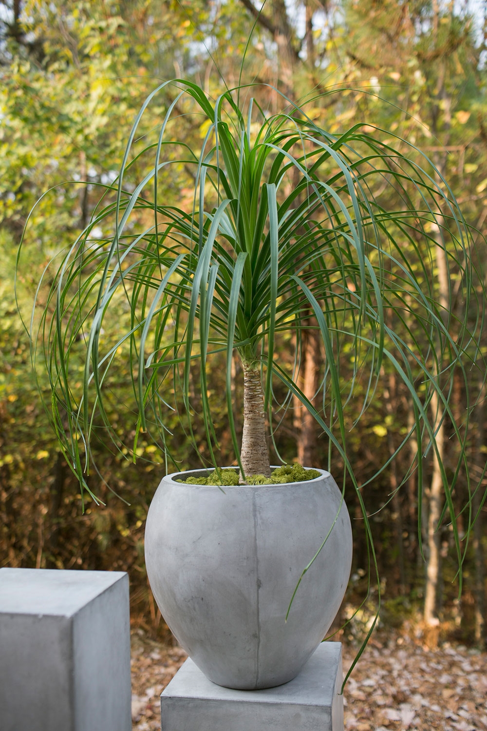 Cement Planter - Plant Jungle