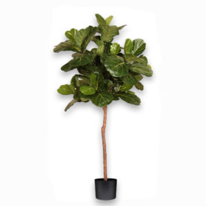 Artificial Brazilian Fiddle Leaf Fig Tree