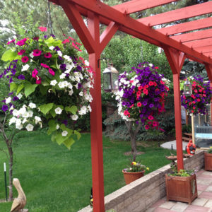 Bloommaster hanging baskets