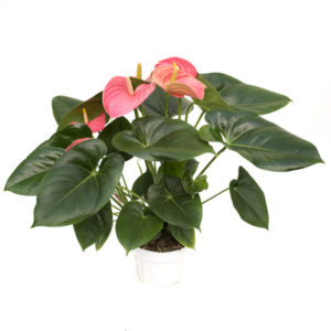 Pink Anthurium