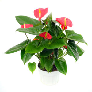 Anthurium