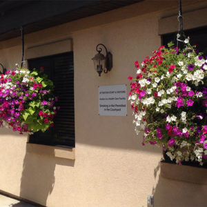 Hanging Summer Plant Arrangement