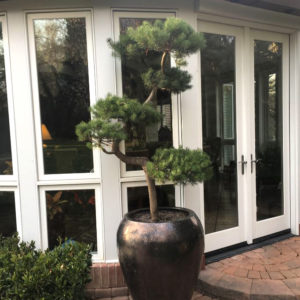 Bonsai Pine in Ceramic