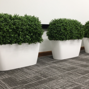 Made to size Boxwoods