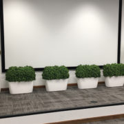 Made to size Boxwoods