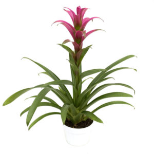 Pink Bromeliad