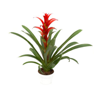 Red Bromeliad