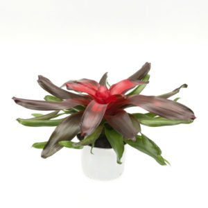 Bromeliad Neoregelia Medusa