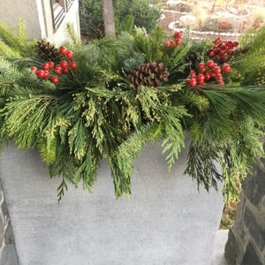 Fresh Pines in Planter