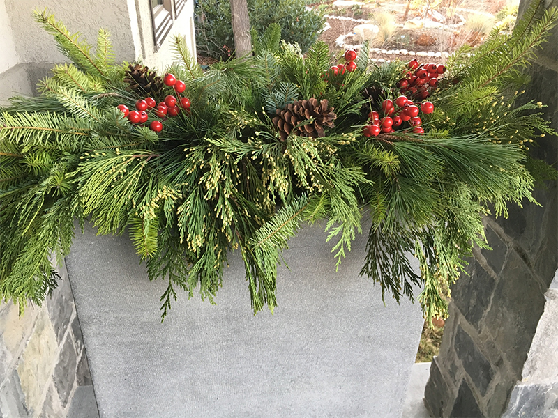 Fresh Pines in Planter - Plant Jungle