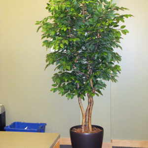 Ficus Tree