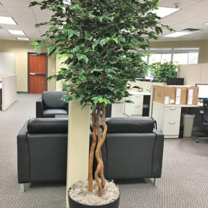 Variegated Ficus Tree