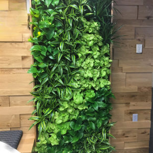 Live Plant Wall