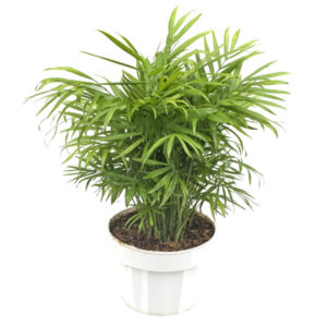 Neanthe Bella Palm