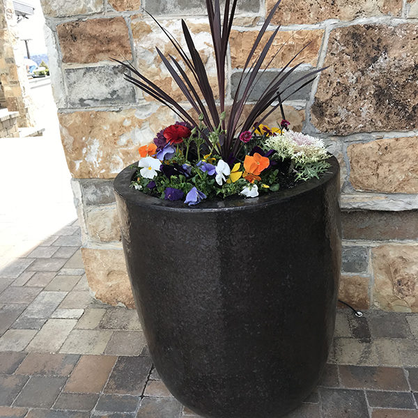 Pansies in Ceramic Planter