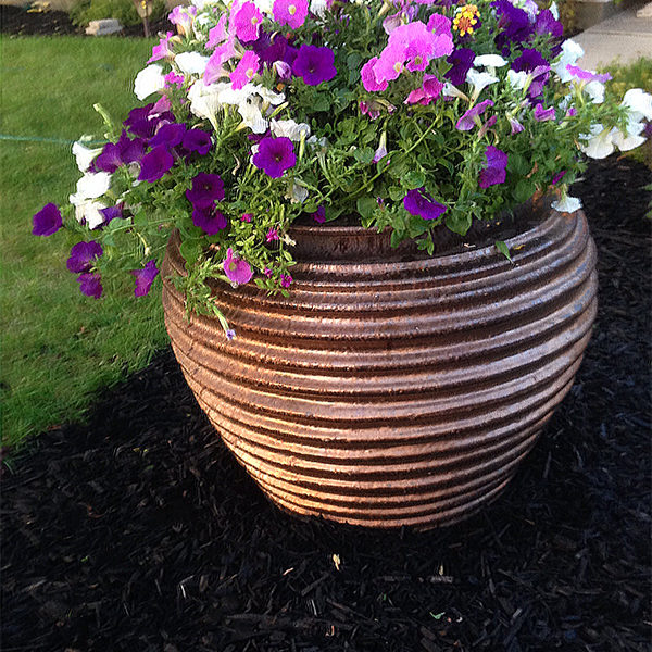 Petunias in Ceramic Planter