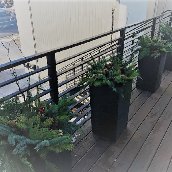 planters with pines