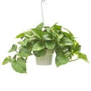 pothos