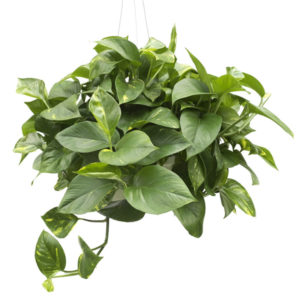 Pothos