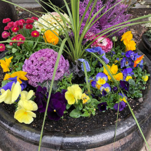 Spring Mix in Ceramic Planter