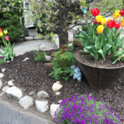 Tulips in Ceramic Planter