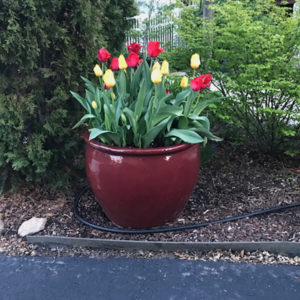 Tulips in Ceramic Planter