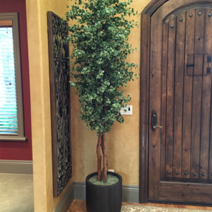 Variegated Ficus Tree