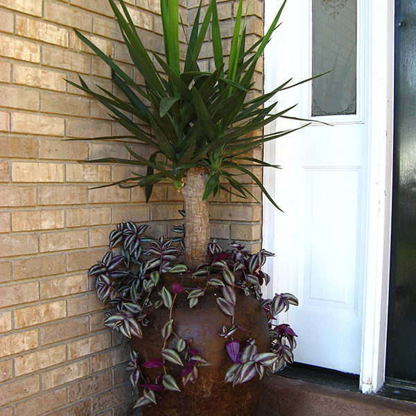 Yucca in Ceramic Vase