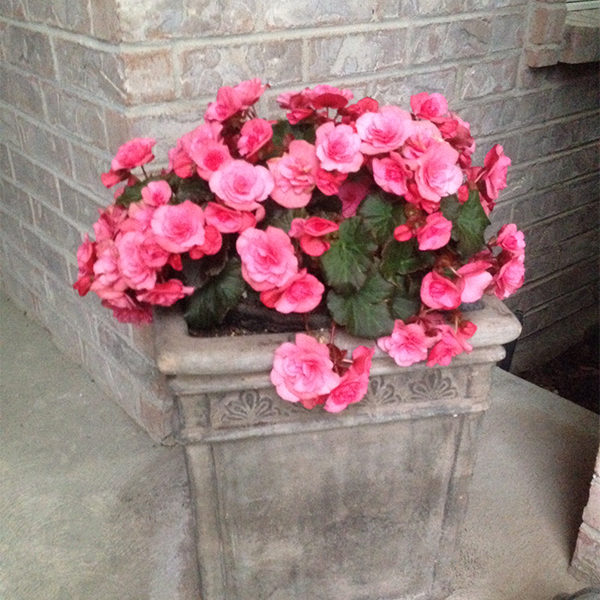 Begonias in Cement Planter