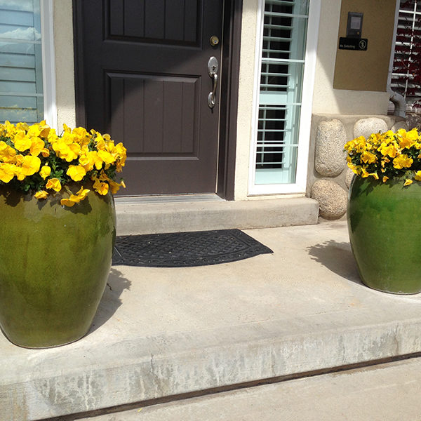 Yellow Pansies in Ceramic Planter