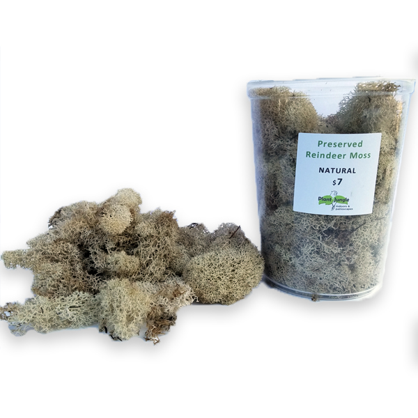 download free reindeer moss download free reindeer moss