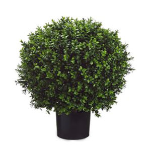 Boxwood Topiary