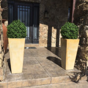 Boxwood Topiary