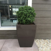 Boxwood Topiary