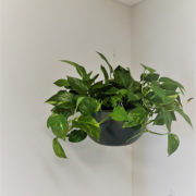 Hanging Planter