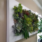 Succulent Wall