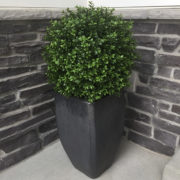 Artificial Boxwood