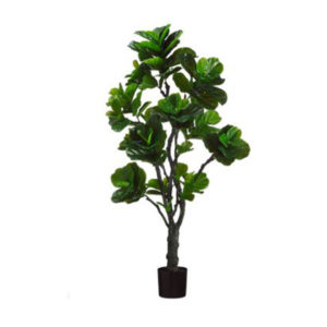 Fiddle Leaf Fig