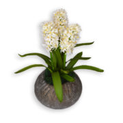 Hyacinths in Ceramic Planter