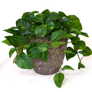 Artificial pothos arrangement