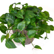 Artificial Pothos Arrangement