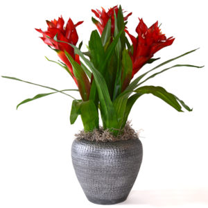 Bromeliad Arrangement