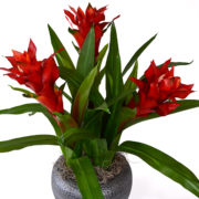 Bromeliad Arrangement