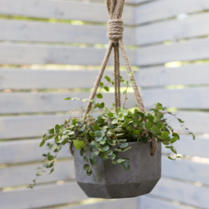 Lelay Hanging Planter - Plant Jungle