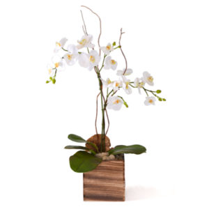 White Orchid Arrangement