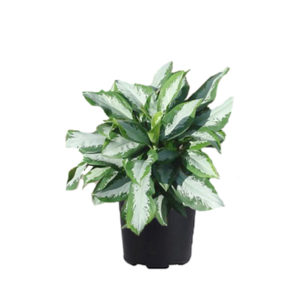 Aglaonema