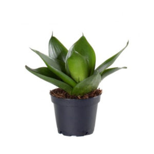 Bird's Nest Sansevieria