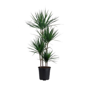 Dracaena Marginata tree