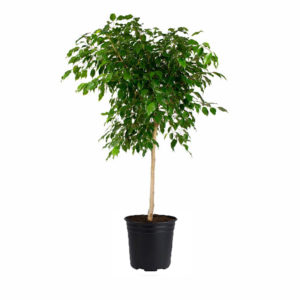 Ficus Tree